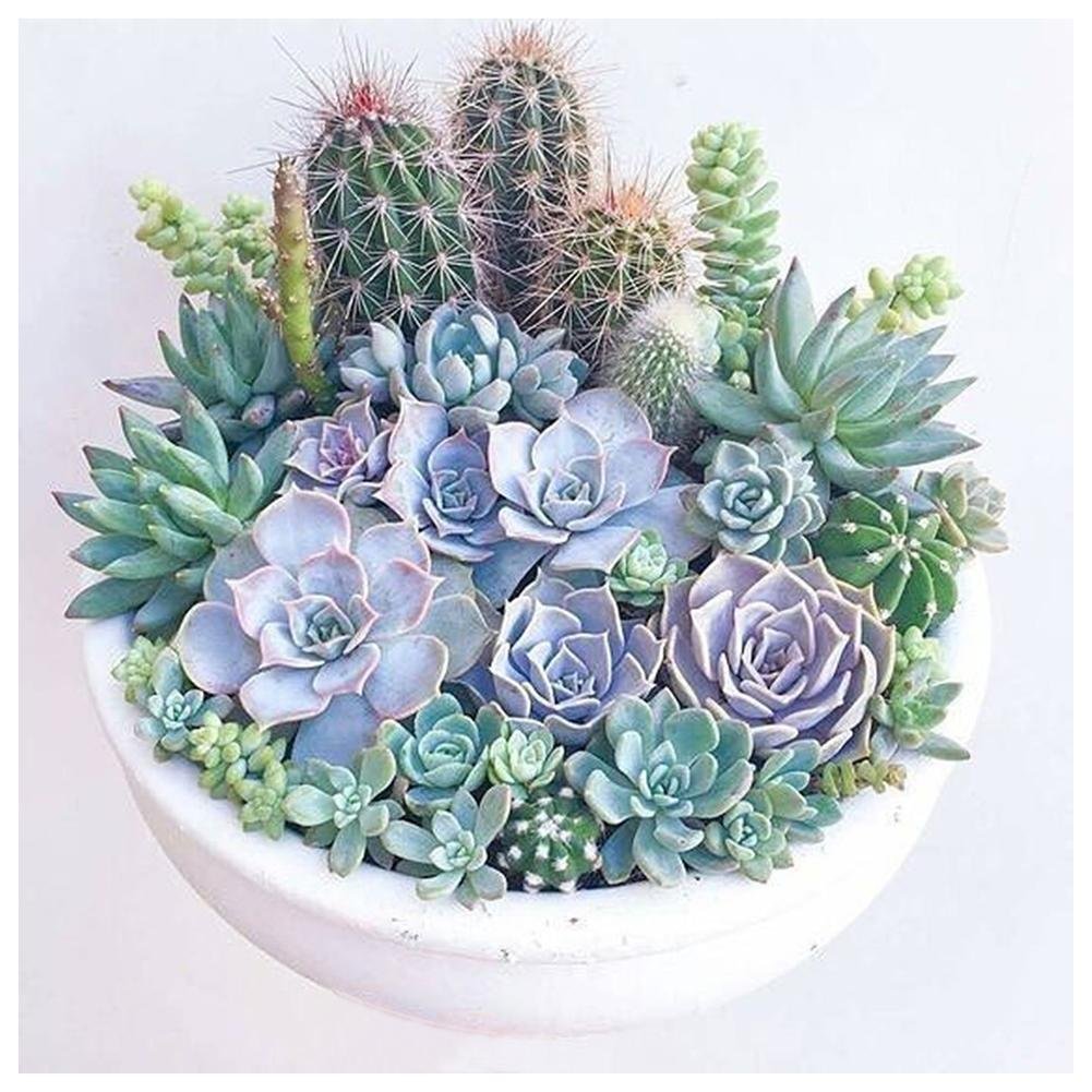 Full Round Diamond Painting - Succulent Plants(30*30cm)