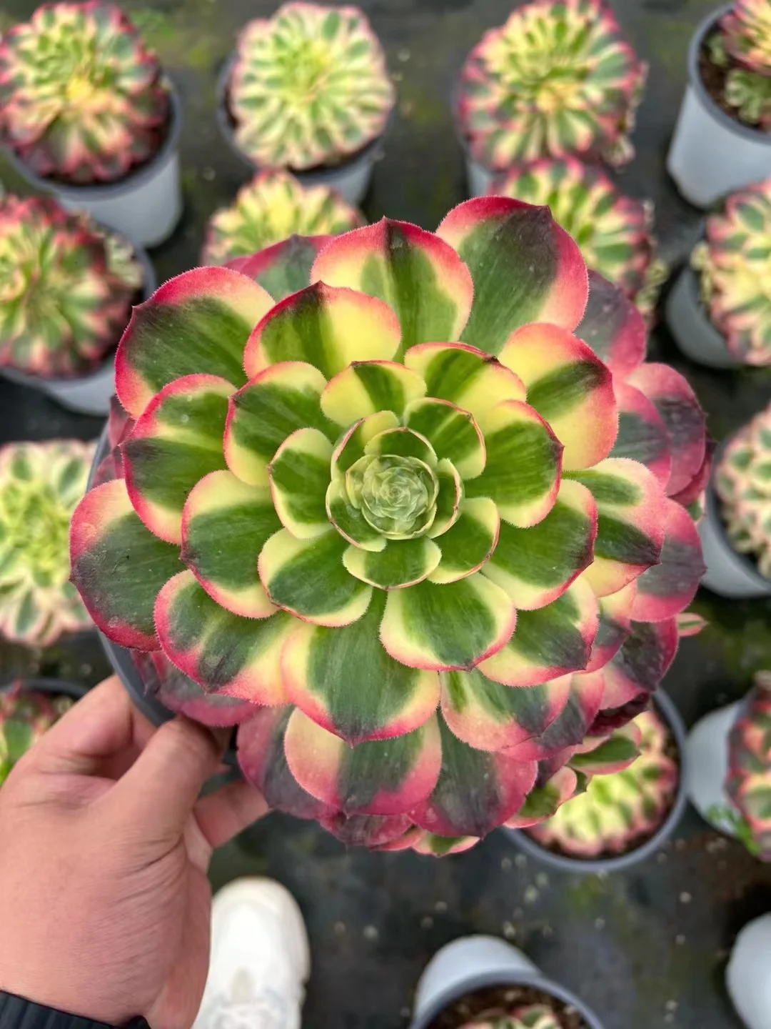 326.Green qing cheng single head and cutting/ Aeonium plants/ Garden landscape / Carefully select healthy plants