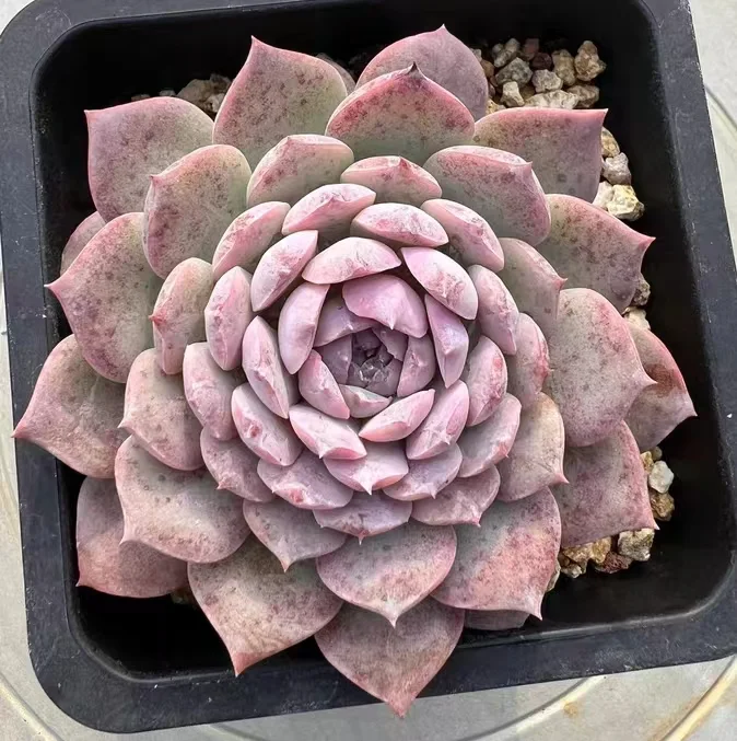 plant Aeonium Echeveria Haworthia  Caudex  Lithops Cactus  Agave 