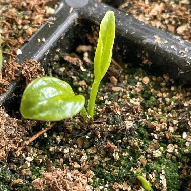 🎁2025 Special Offer🌿 Fire & Ice Rare Hosta Flower Seeds