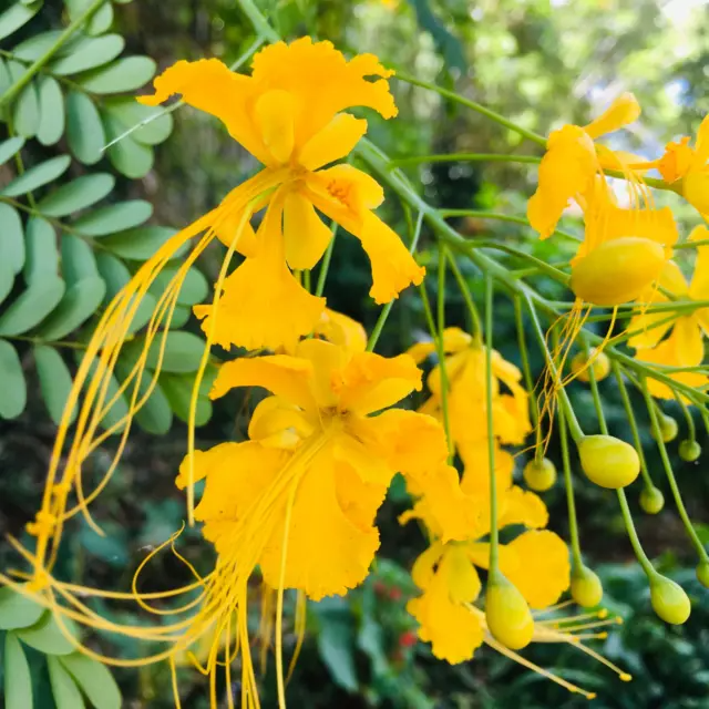 Caesalpinia Pulcherrima Yellow Peacock Flower Seeds 100% Fresh Jonyparkseed®
