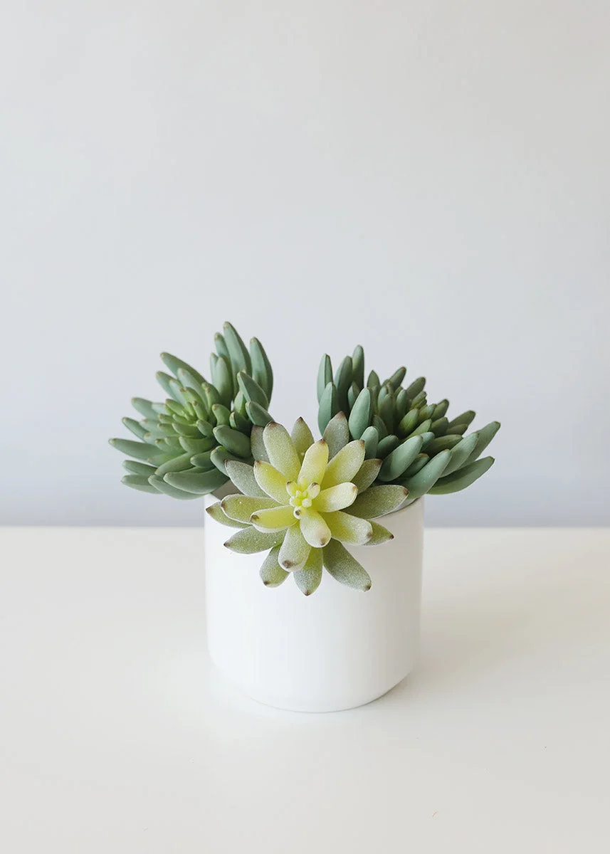 Artificial Flocked Succulents Agave Cactus - 4"