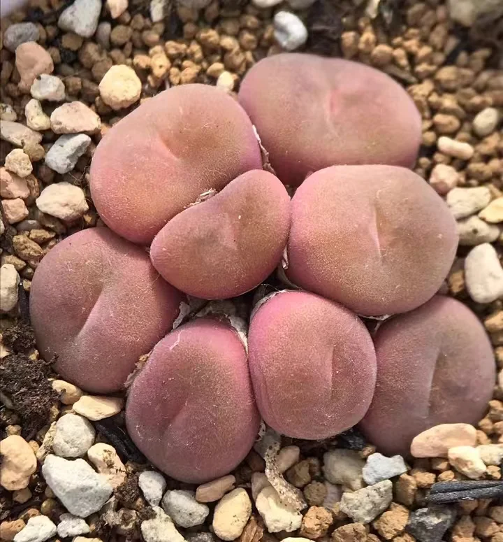 plant Aeonium Echeveria Haworthia  Caudex  Lithops Cactus  Agave 