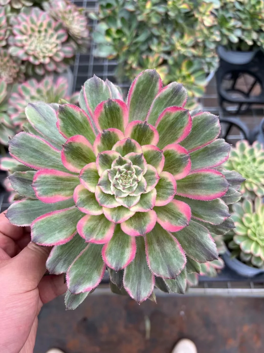 plant Aeonium Echeveria Haworthia  Caudex  Lithops Cactus  Agave 