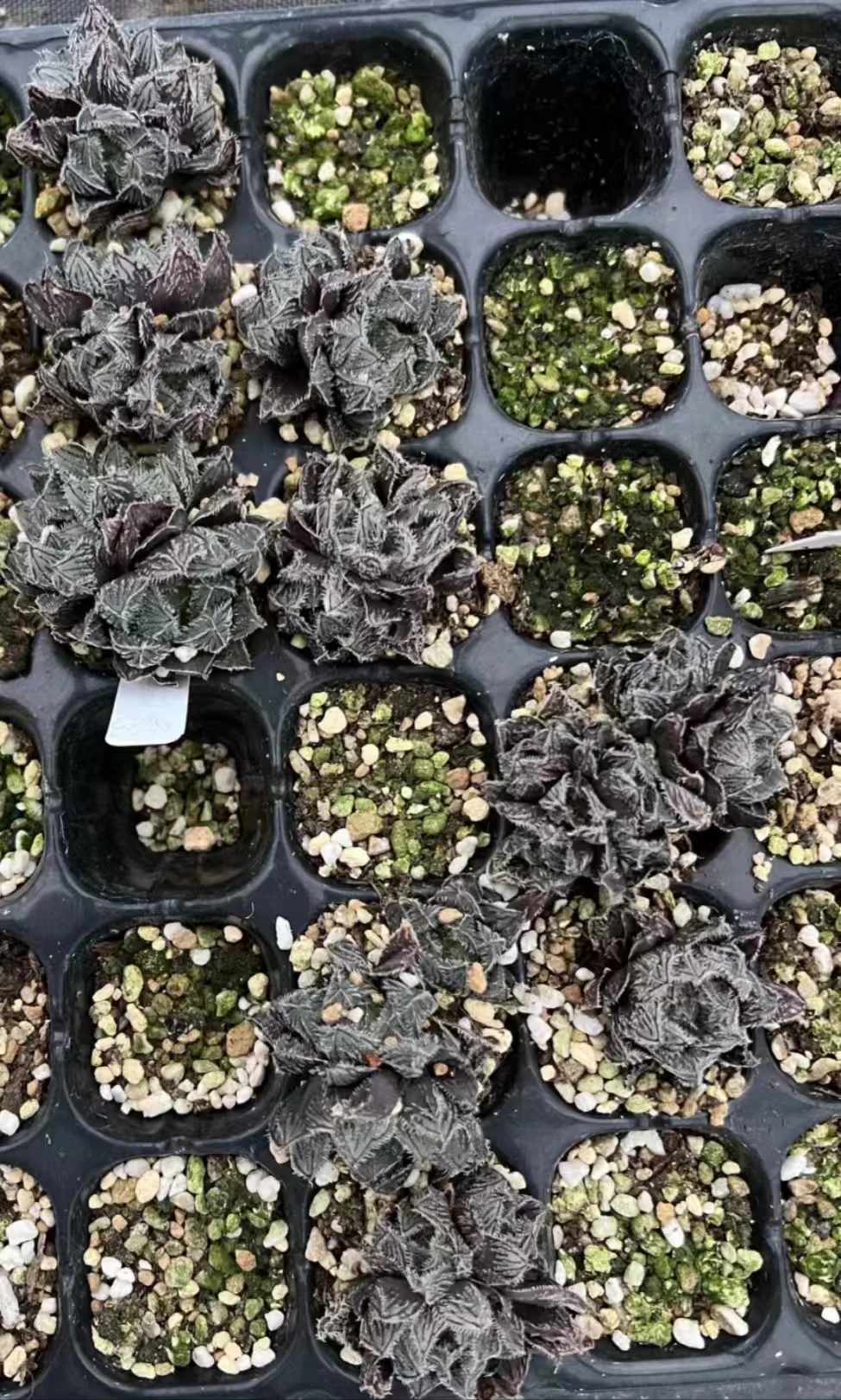 plant Aeonium Echeveria Haworthia  Caudex  Lithops Cactus  Agave 