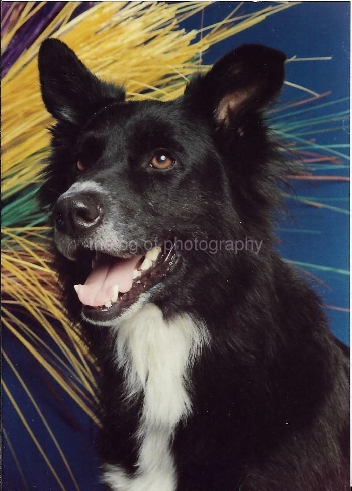 Portrait Of A Dog FOUND Photo Poster painting ColorOriginal VINTAGE 12 19 I