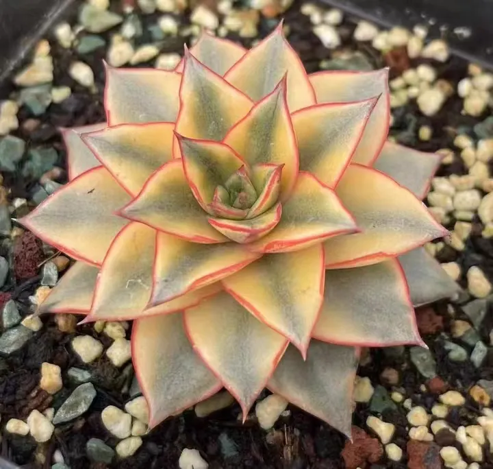 plant Aeonium Echeveria Haworthia  Caudex  Lithops Cactus  Agave 
