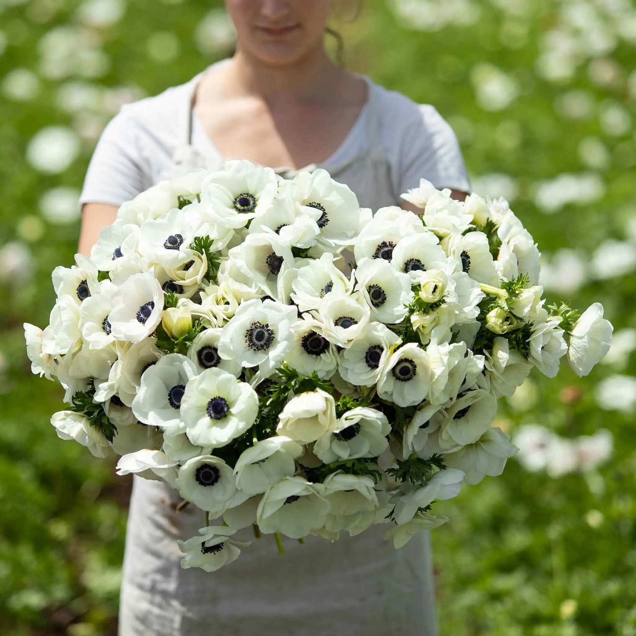 Anemone Bulbs - De Caen White - 60 Bulbs - White Flower Bulbs. Corm  Attracts Bees. Easy to Grow & Maintain. Container Garden - Walmart.com