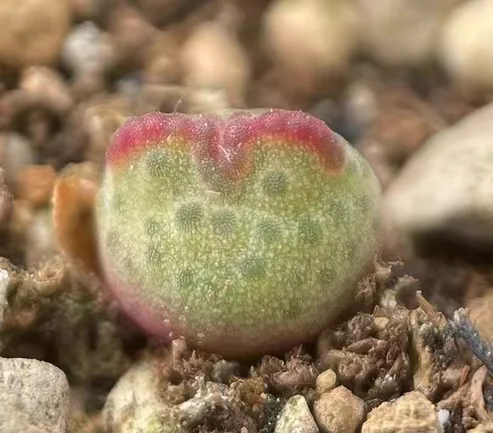 plant Aeonium Echeveria Haworthia  Caudex  Lithops Cactus  Agave 