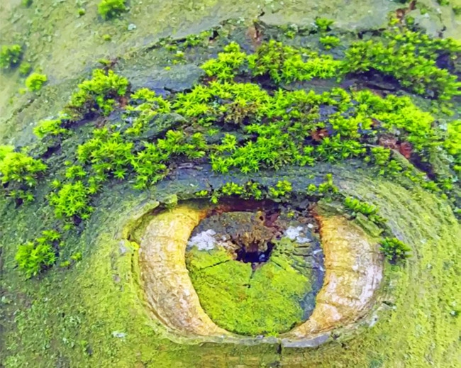 

Mother’s Nature Eye – Paint By Numbers - 40*50CM, 501 Original