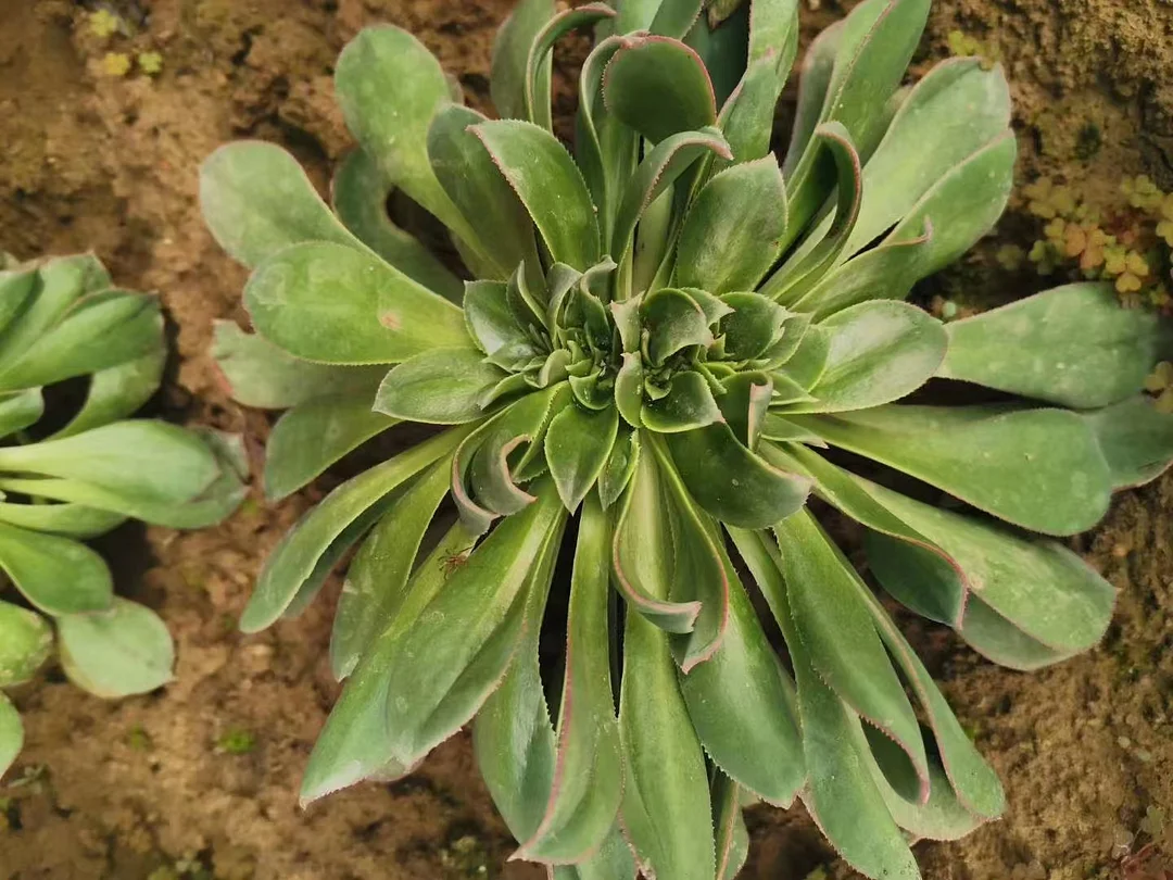 plant Aeonium Echeveria Haworthia  Caudex  Lithops Cactus  Agave 