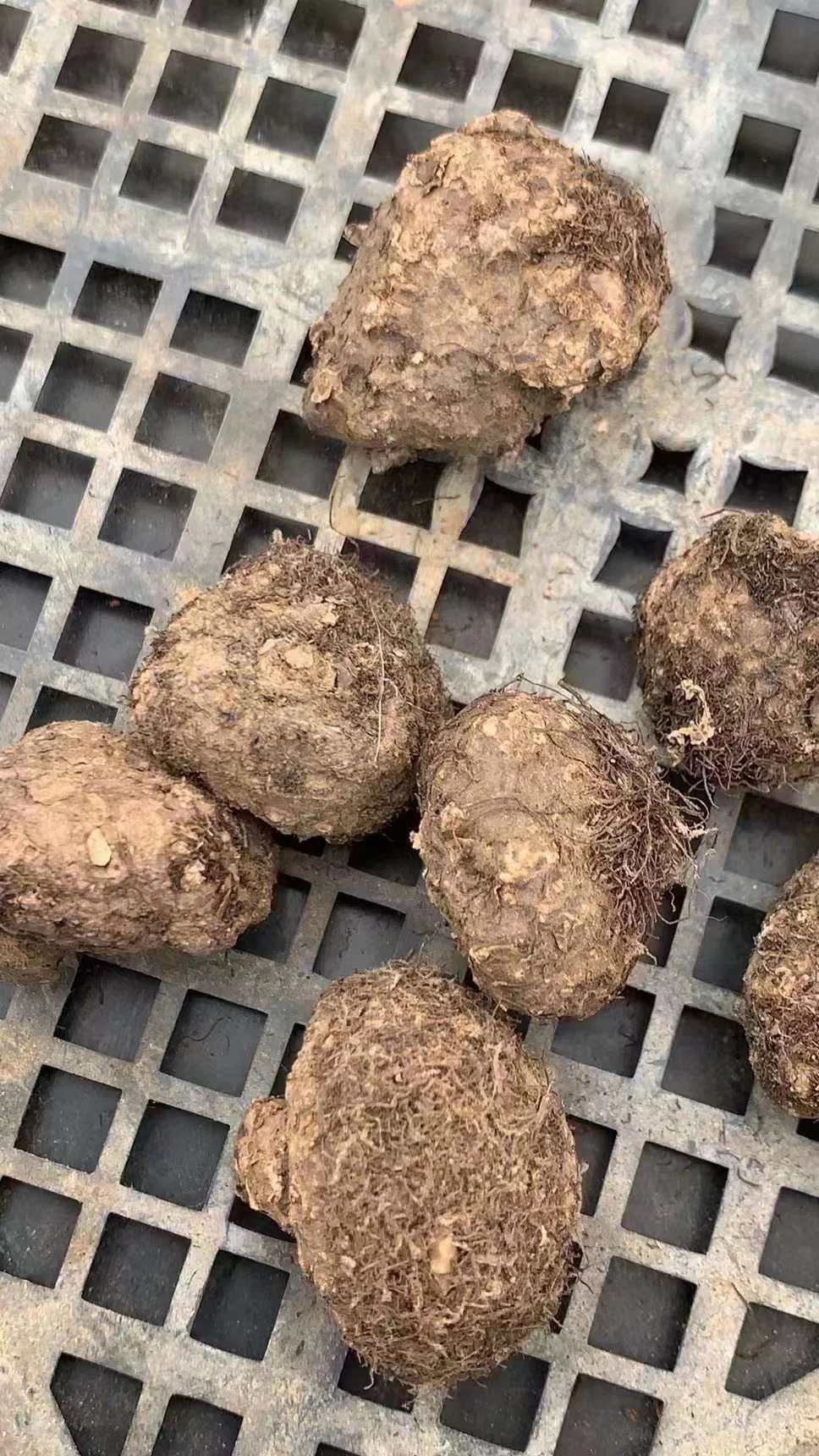 plant Aeonium Echeveria Haworthia  Caudex  Lithops Cactus  Agave 