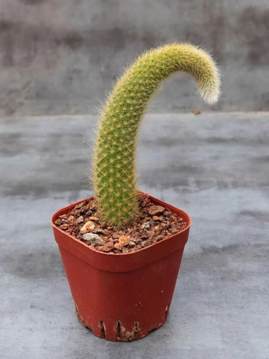 plant Aeonium Echeveria Haworthia  Caudex  Lithops Cactus  Agave 