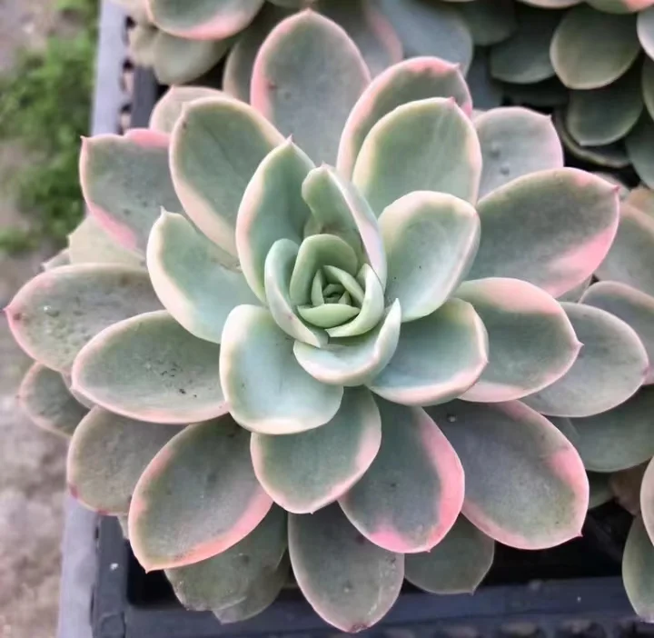 plant Aeonium Echeveria Haworthia  Caudex  Lithops Cactus  Agave 