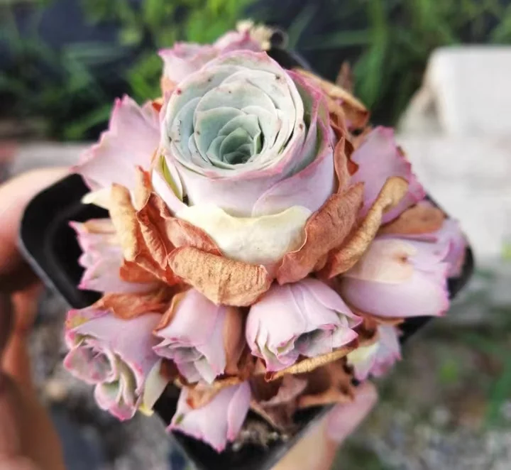 plant Aeonium Echeveria Haworthia  Caudex  Lithops Cactus  Agave 