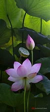 10 Pcs/ Bag Lotus Flower Mini Lotus Bonsai Aquatic Plants Bowl Lotus Water Lily Flores Perennial Plant For Home & Garden Decor