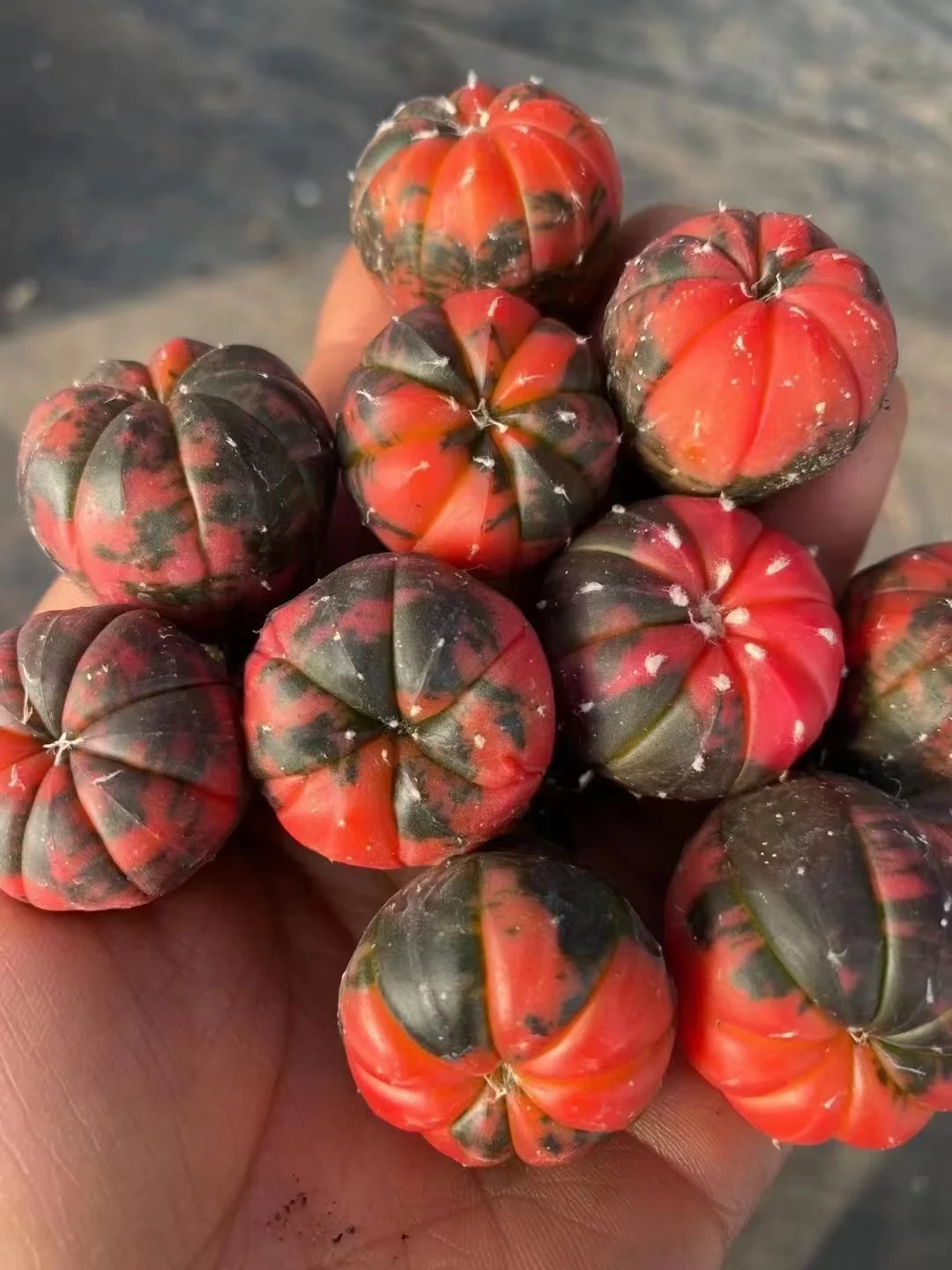 611.  Astrophytumasterias.  2-2.5cm cutting /Cactus plants / Succulent plants / Garden landscape / Carefully select healthy plants