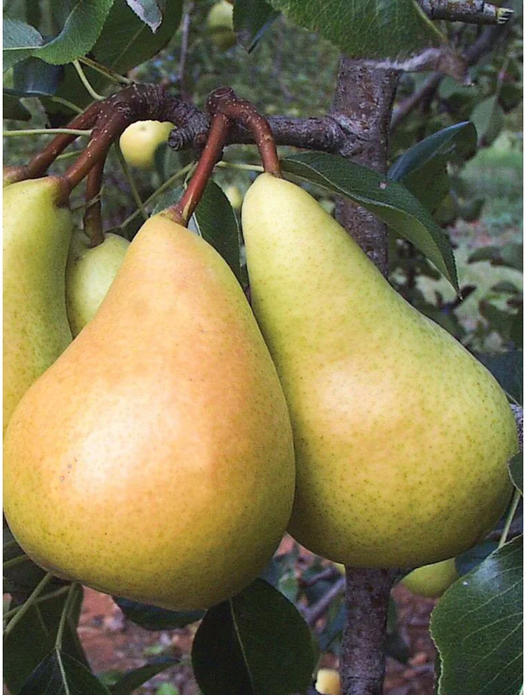 European Pear, Sunrise