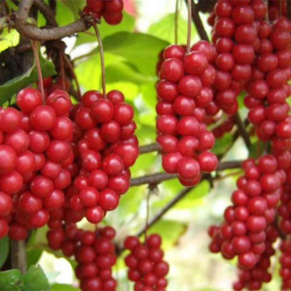 Egrow 50Pcs（100Pcs）/Pack Schisandra Seeds Chinese Magnolia Vine Edible Garden Fruit Tree Seed
