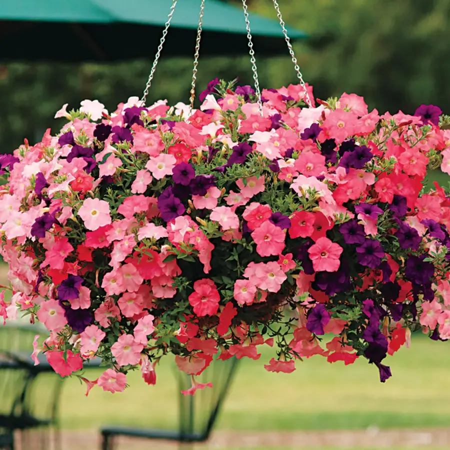 Multi-Colored  Petunia-Chilean Morning Glory Seeds