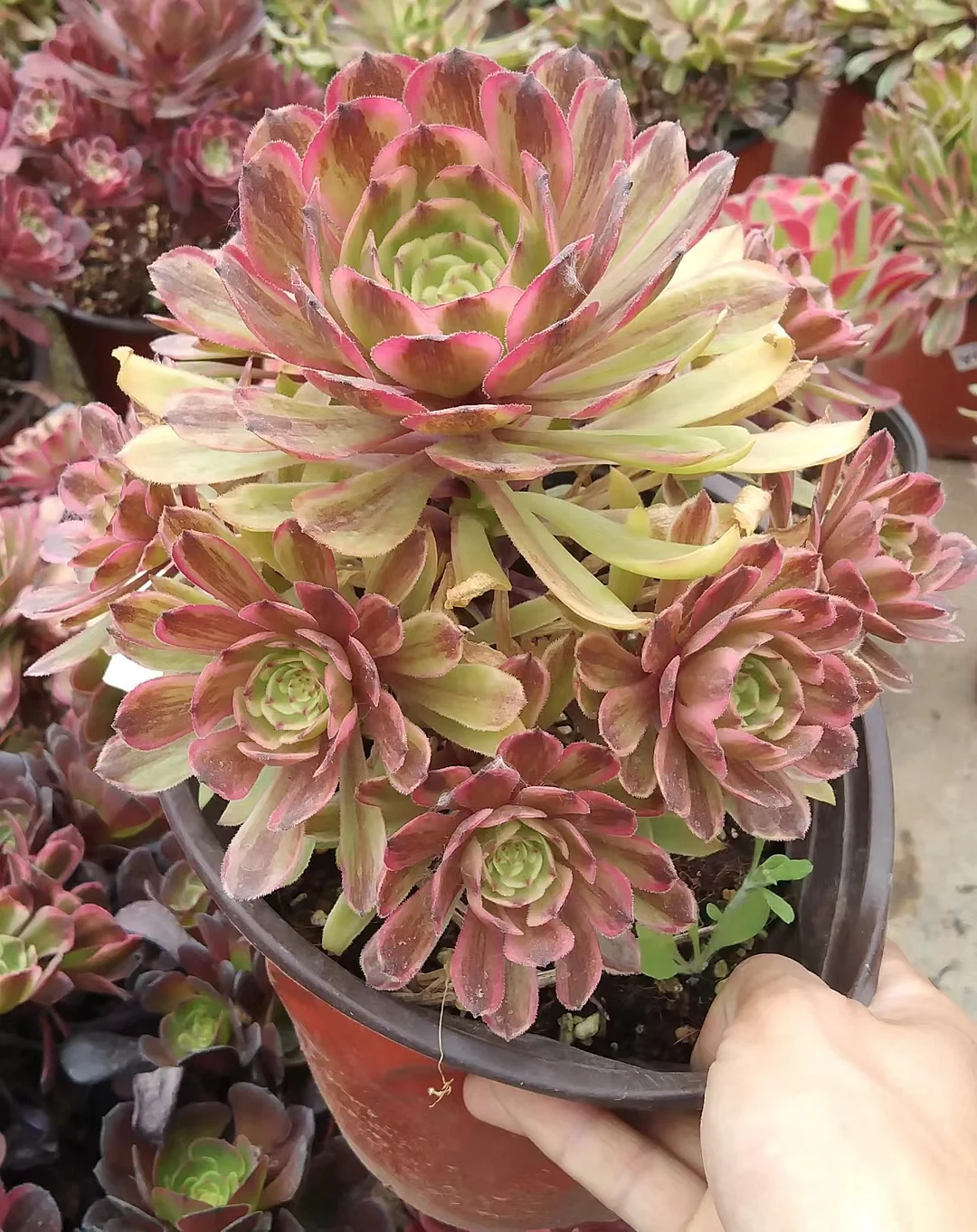 plant Aeonium Echeveria Haworthia  Caudex  Lithops Cactus  Agave 