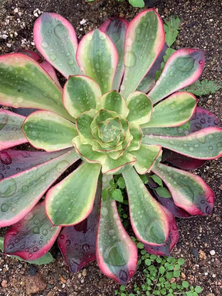 plant Aeonium Echeveria Haworthia  Caudex  Lithops Cactus  Agave 