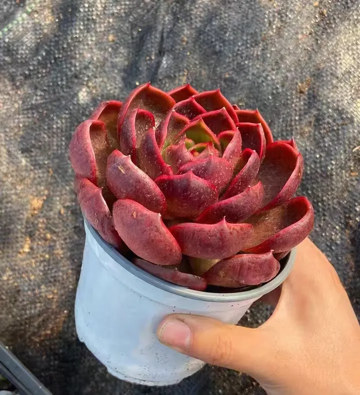 plant Aeonium Echeveria Haworthia  Caudex  Lithops Cactus  Agave 