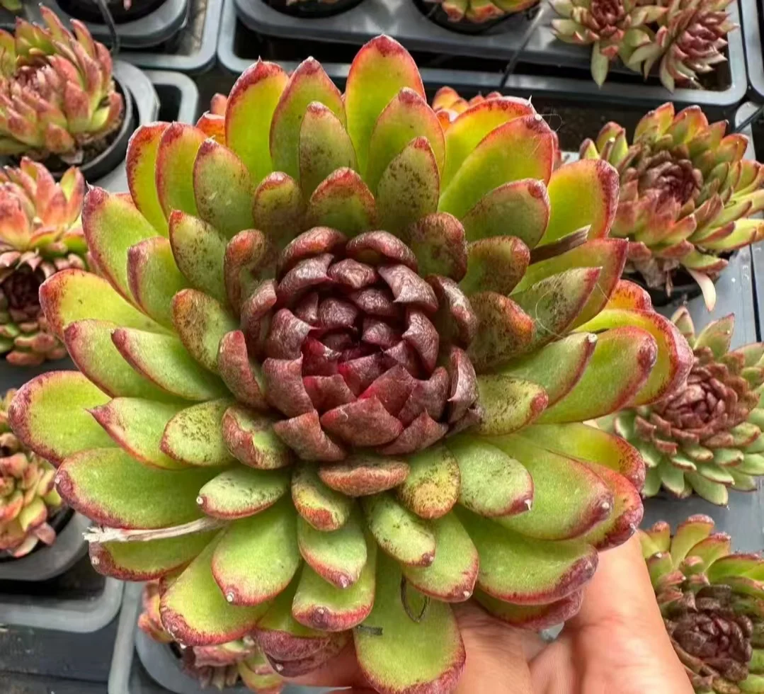 plant Aeonium Echeveria Haworthia  Caudex  Lithops Cactus  Agave 