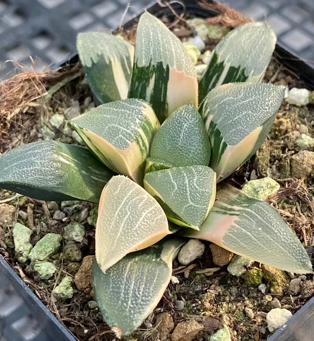 plant Aeonium Echeveria Haworthia  Caudex  Lithops Cactus  Agave 