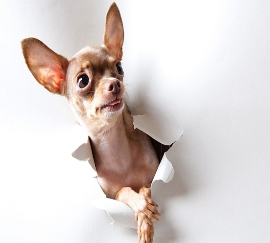 

Chihuahua Dog – Paint By Numbers - 40*50CM, 501 Original