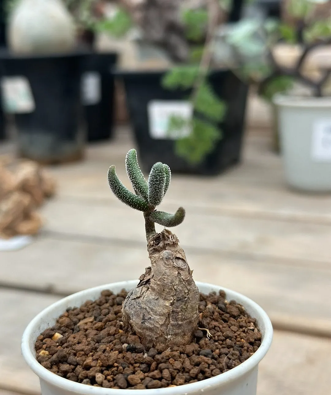 plant Aeonium Echeveria Haworthia  Caudex  Lithops Cactus  Agave 