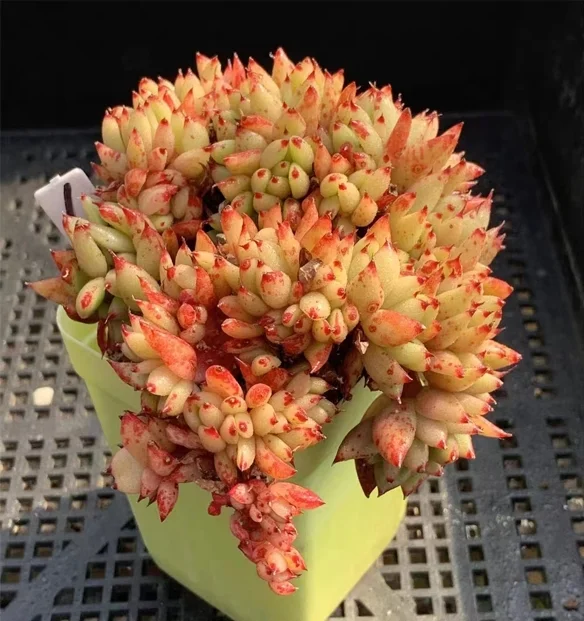 plant Aeonium Echeveria Haworthia  Caudex  Lithops Cactus  Agave 