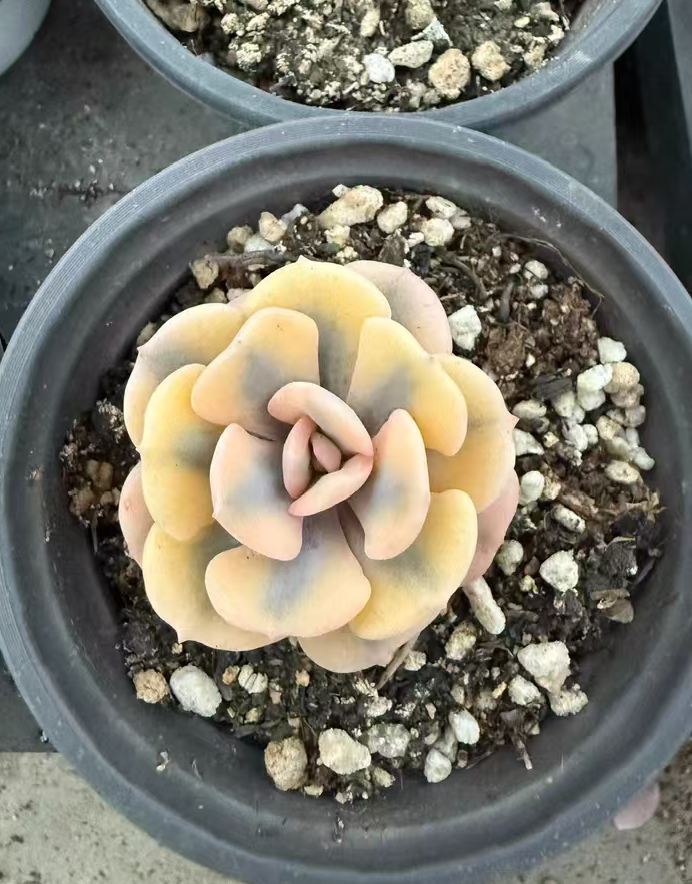 plant Aeonium Echeveria Haworthia  Caudex  Lithops Cactus  Agave 