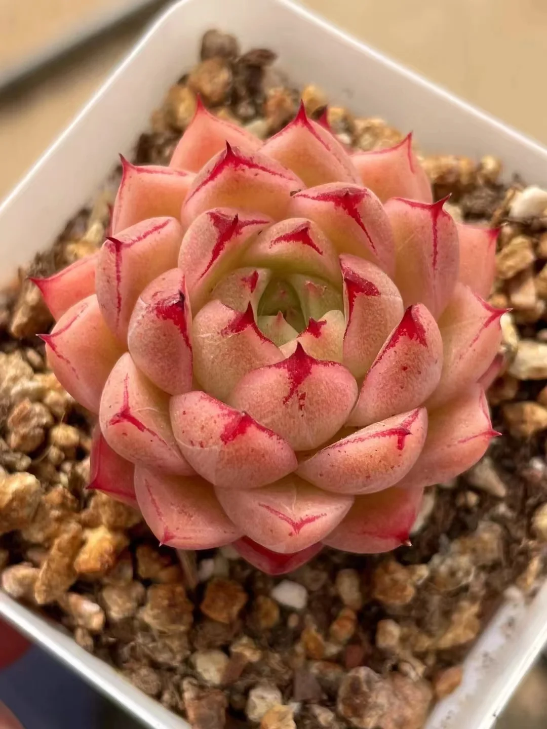 plant Aeonium Echeveria Haworthia  Caudex  Lithops Cactus  Agave 