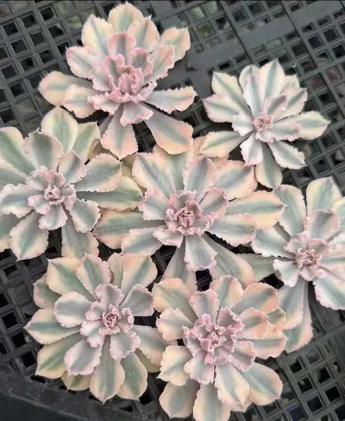 plant Aeonium Echeveria Haworthia  Caudex  Lithops Cactus  Agave 