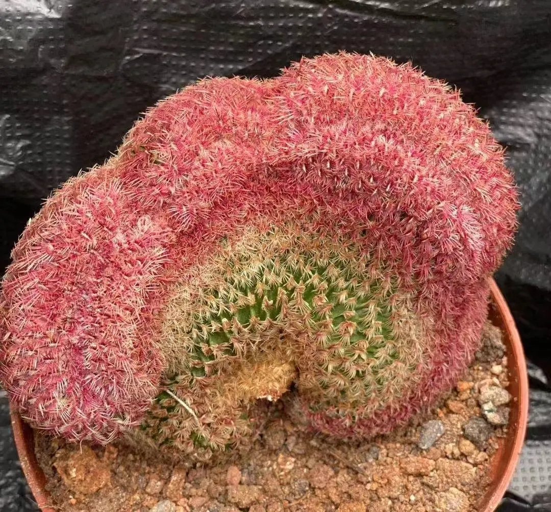 plant Aeonium Echeveria Haworthia  Caudex  Lithops Cactus  Agave 