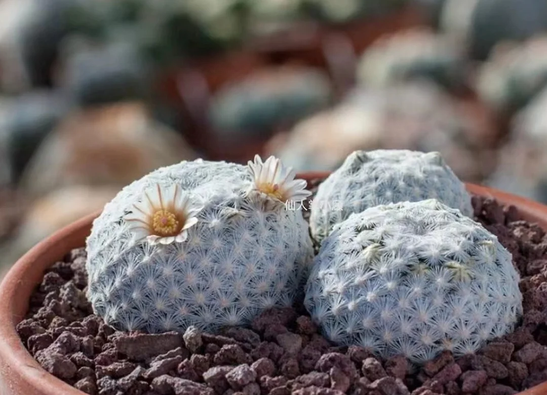 plant Aeonium Echeveria Haworthia  Caudex  Lithops Cactus  Agave 
