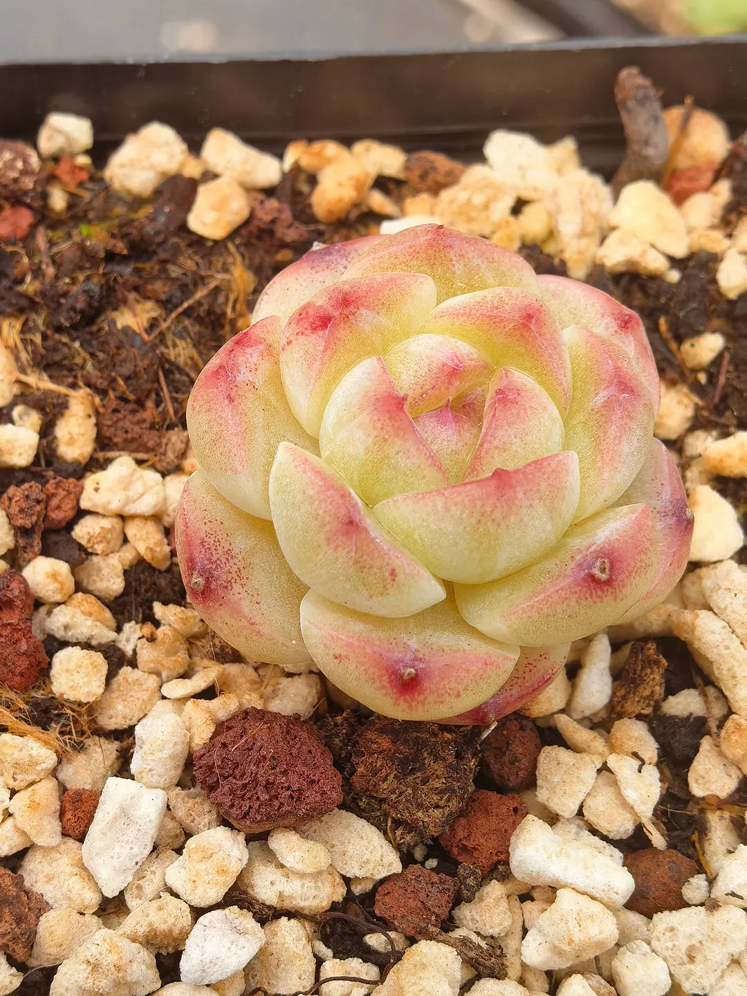 plant Aeonium Echeveria Haworthia  Caudex  Lithops Cactus  Agave 