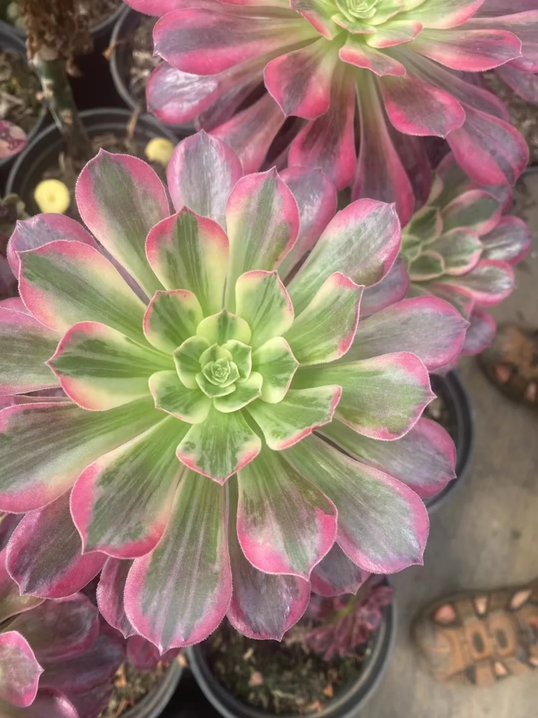 plant Aeonium Echeveria Haworthia  Caudex  Lithops Cactus  Agave 