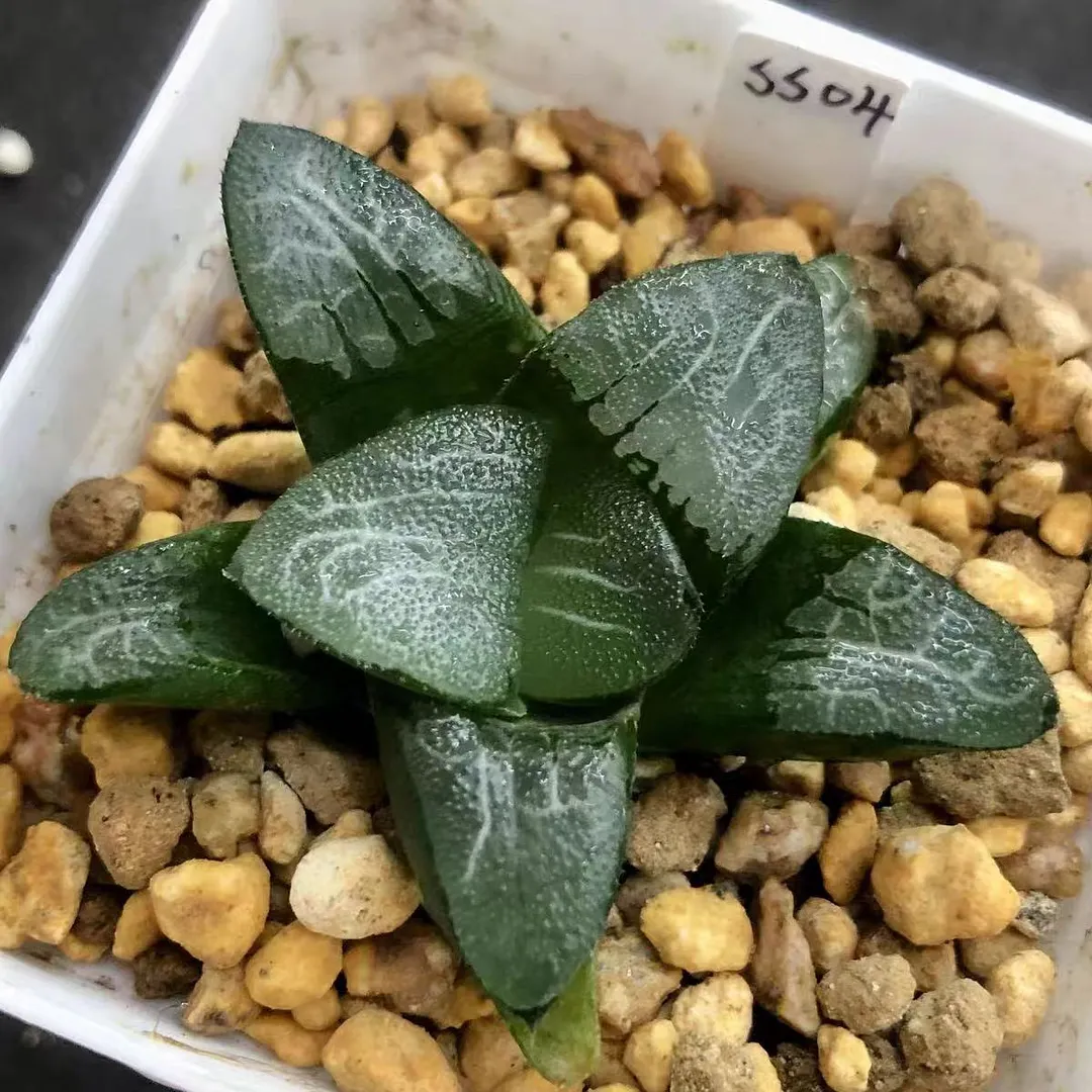 plant Aeonium Echeveria Haworthia  Caudex  Lithops Cactus  Agave 
