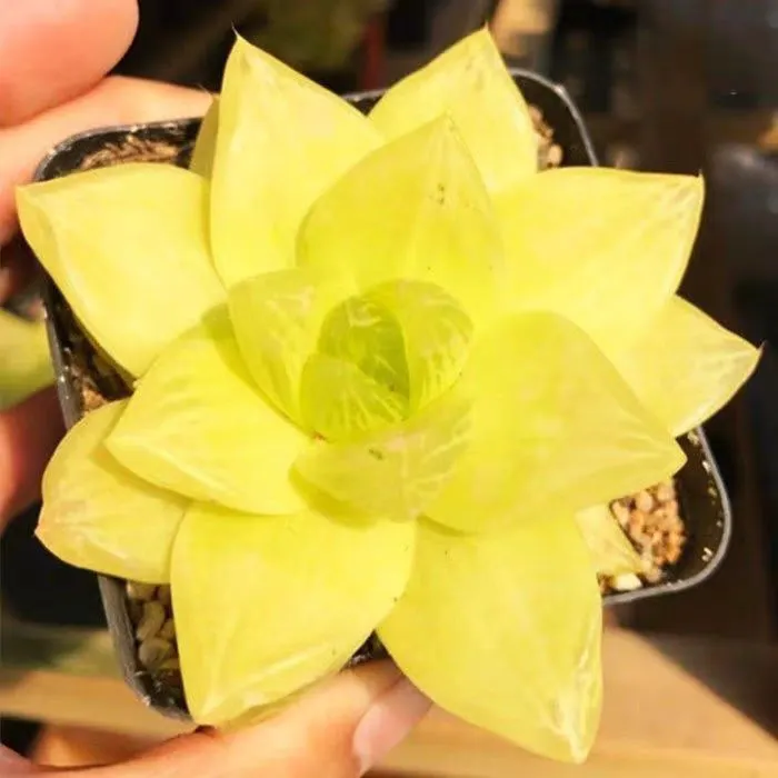 plant Aeonium Echeveria Haworthia  Caudex  Lithops Cactus  Agave 