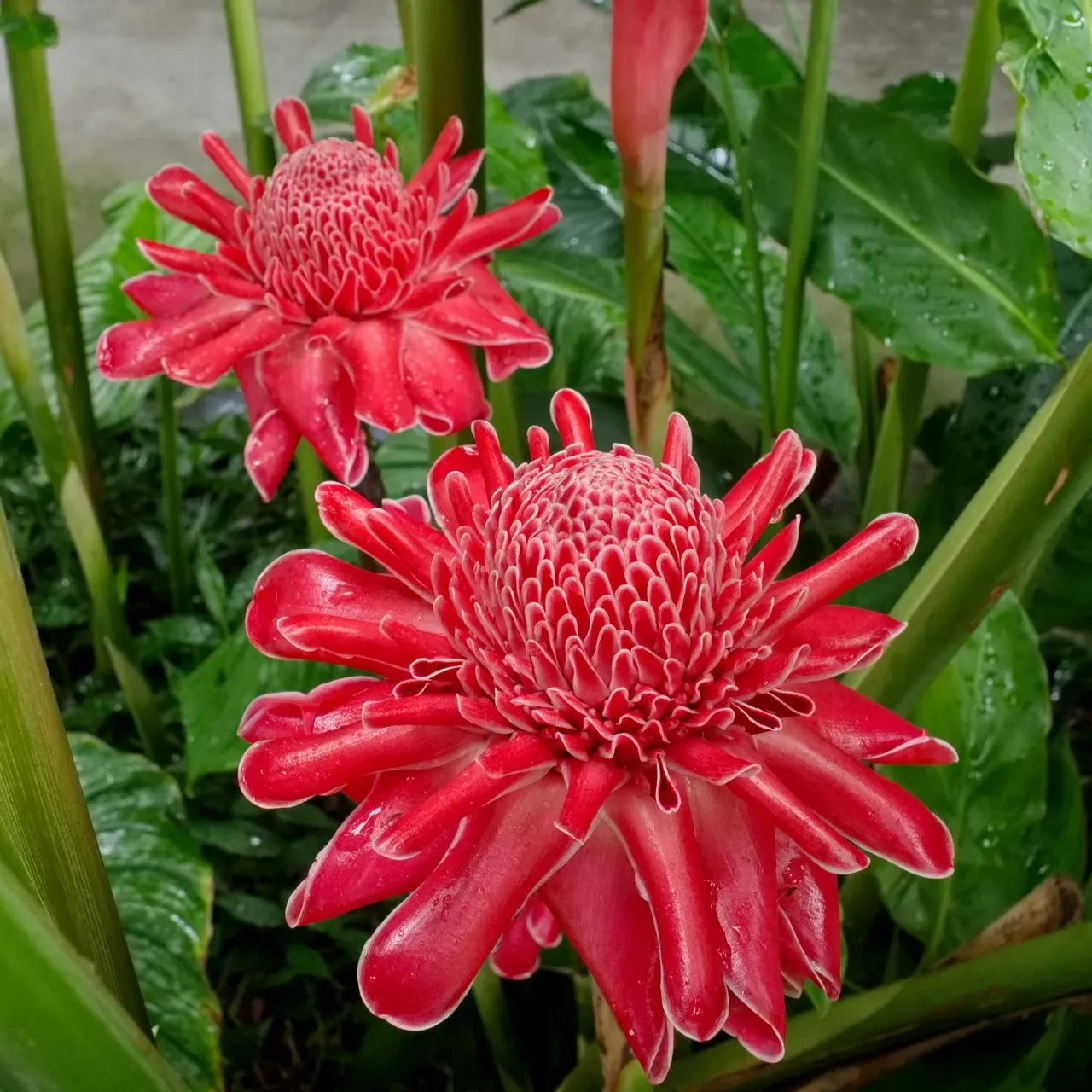 Porcelain rose seeds-Etlingera elatior-Torch Ginger