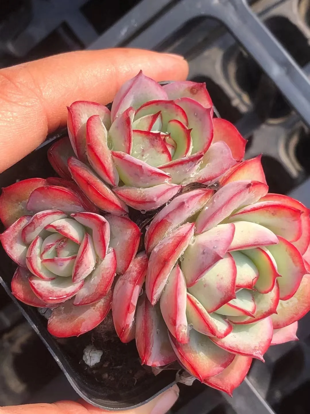 118.  Palamera  single head and cluster/ Echeveria  / Succulent plants / Garden landscape / Carefully select healthy plants