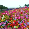 💝Last day clearance💝Mixed Perennial Flowers Seeds-Over 60 kinds mixed
