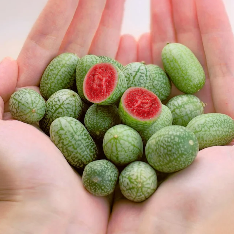 Rare Thumb Watermelon Seed