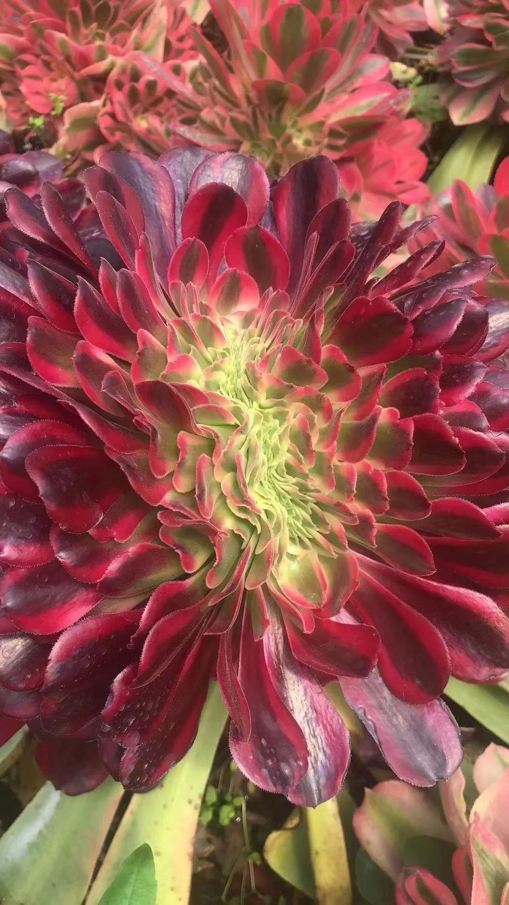 plant Aeonium Echeveria Haworthia  Caudex  Lithops Cactus  Agave 