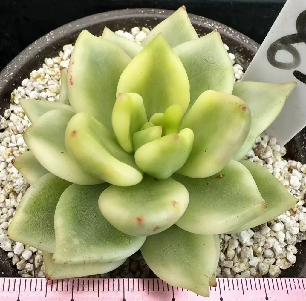 plant Aeonium Echeveria Haworthia  Caudex  Lithops Cactus  Agave 