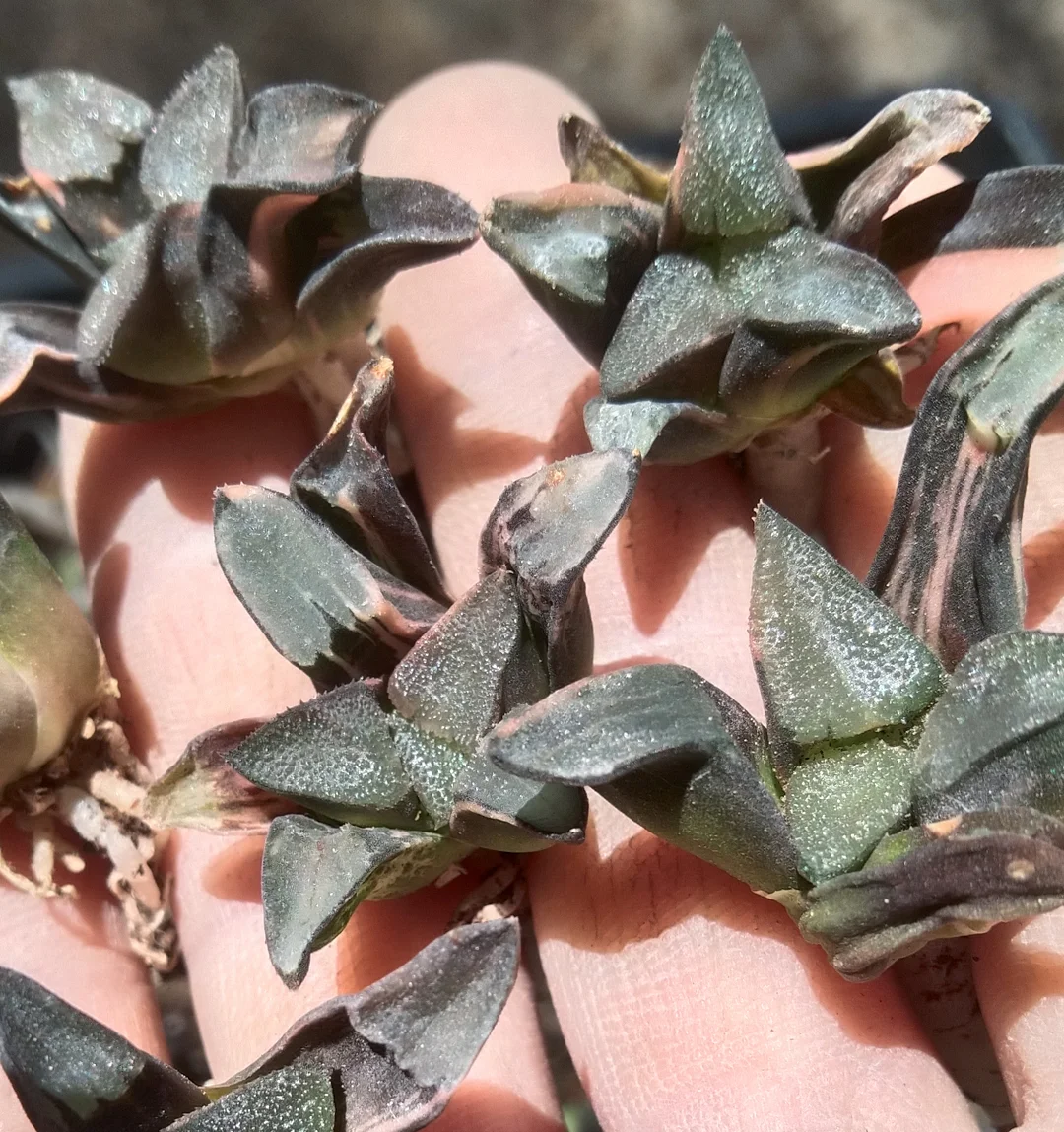 plant Aeonium Echeveria Haworthia  Caudex  Lithops Cactus  Agave 