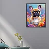Bouledogue-Carré Diamant Peinture-45*55CM