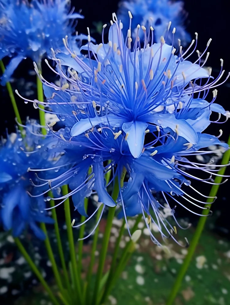 Blue Spider Lily: Where Mystery Meets Beauty